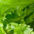 レタスの栄養と保存方法・正しい調理方法について調べてみました
