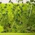 第6回水耕栽培　リベンジ！ブロッコリースプラウト　その4　9日目最終章ついに収穫しました！